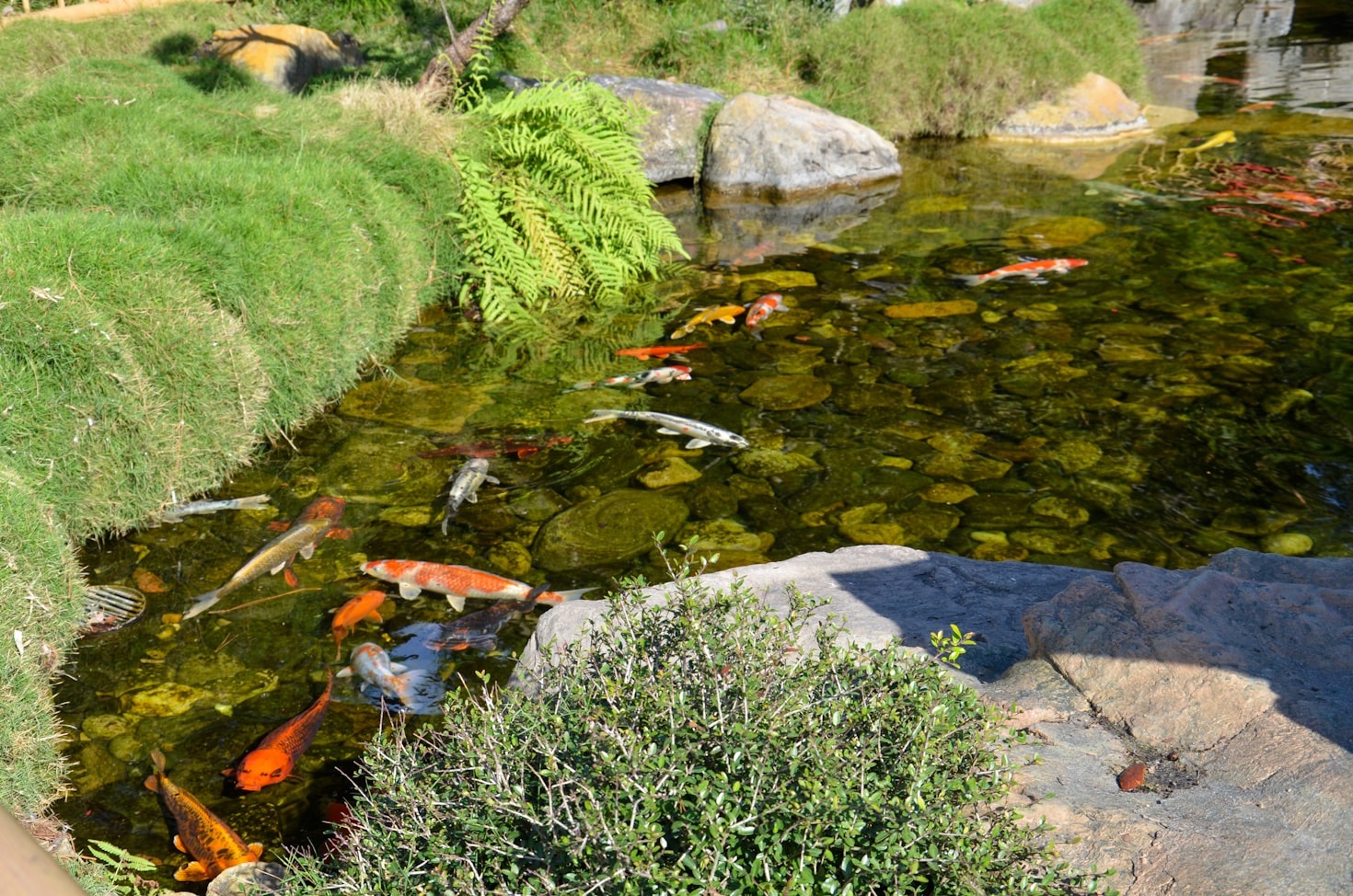 Top 5 Benefits of Installing a Copper Koi Pond