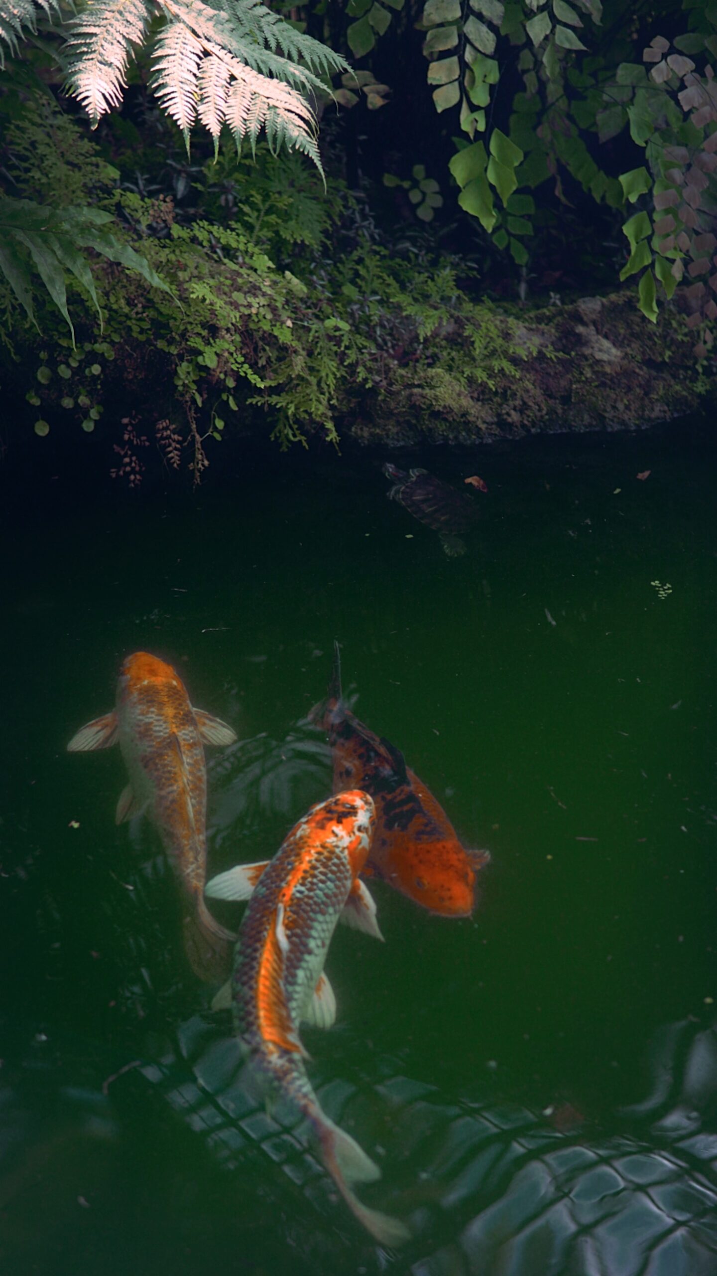 Step-by-Step Guide to Pond Installation