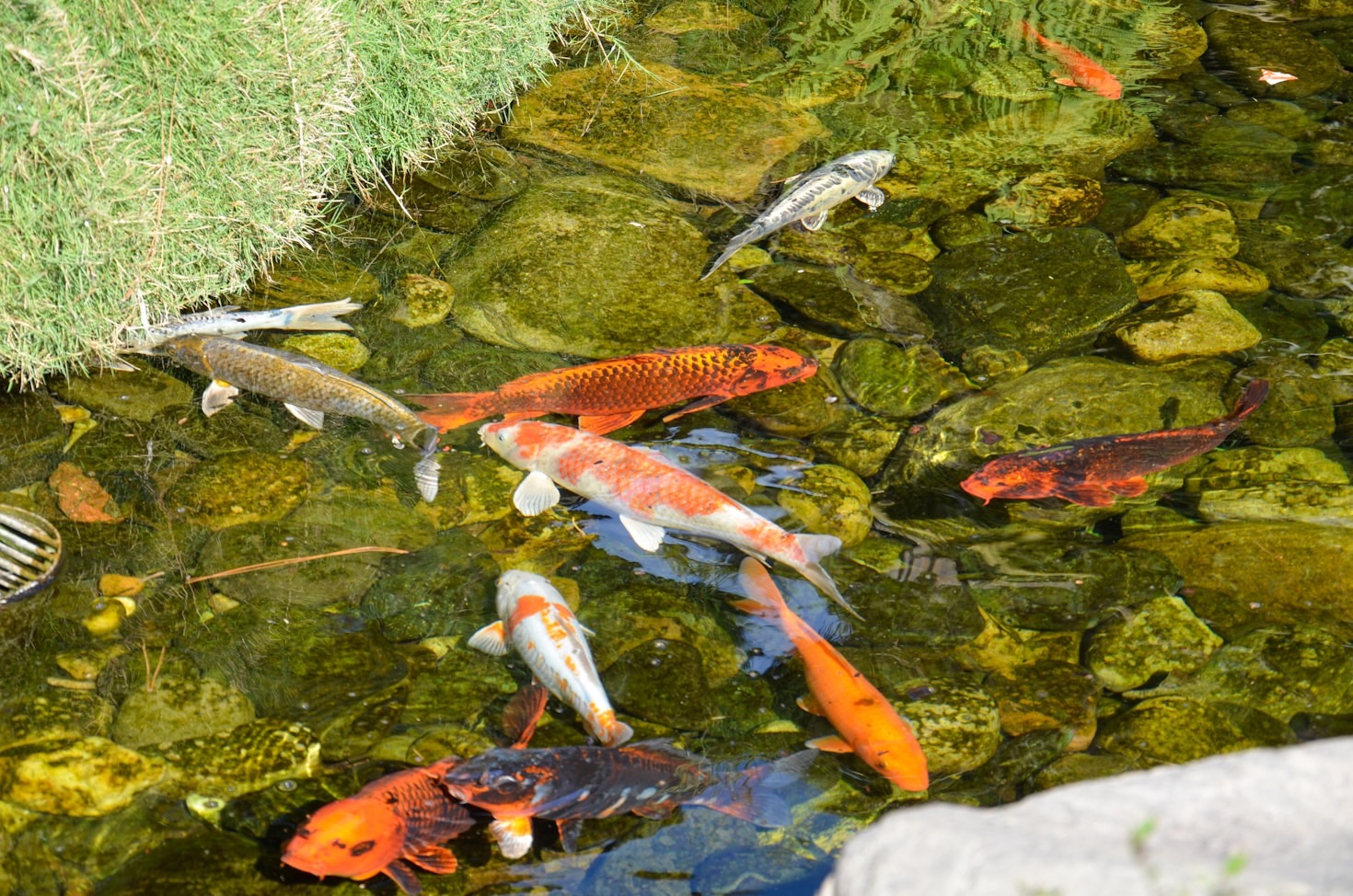 How to Choose the Perfect Location for Your Pond