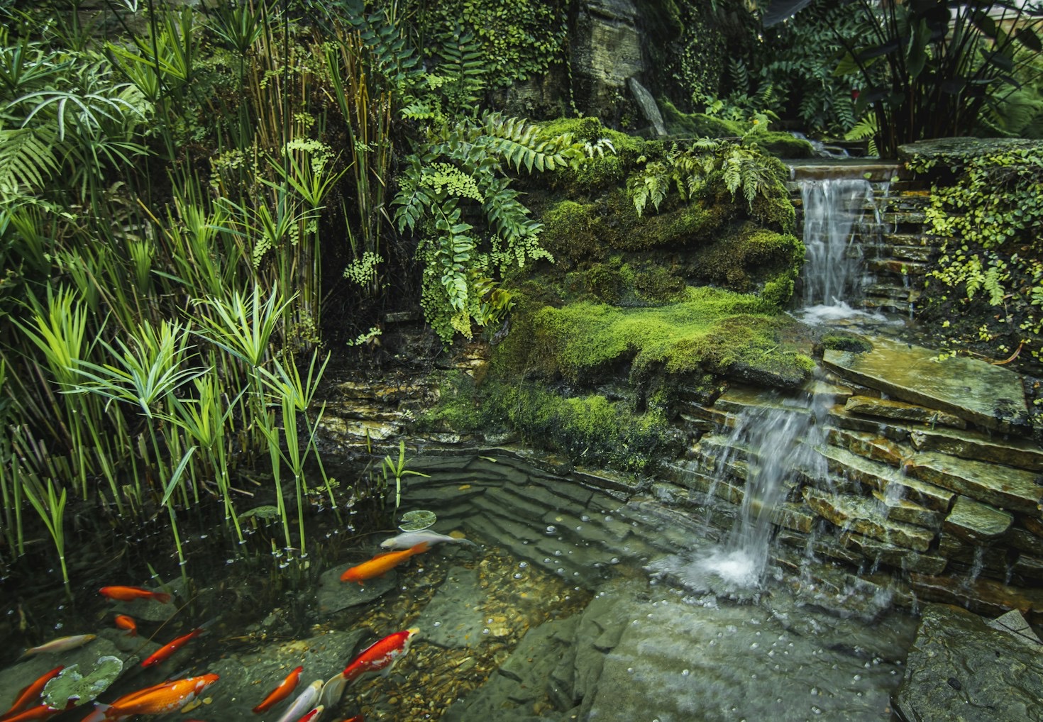 Maintenance Tips for a Healthy Copper Koi Pond