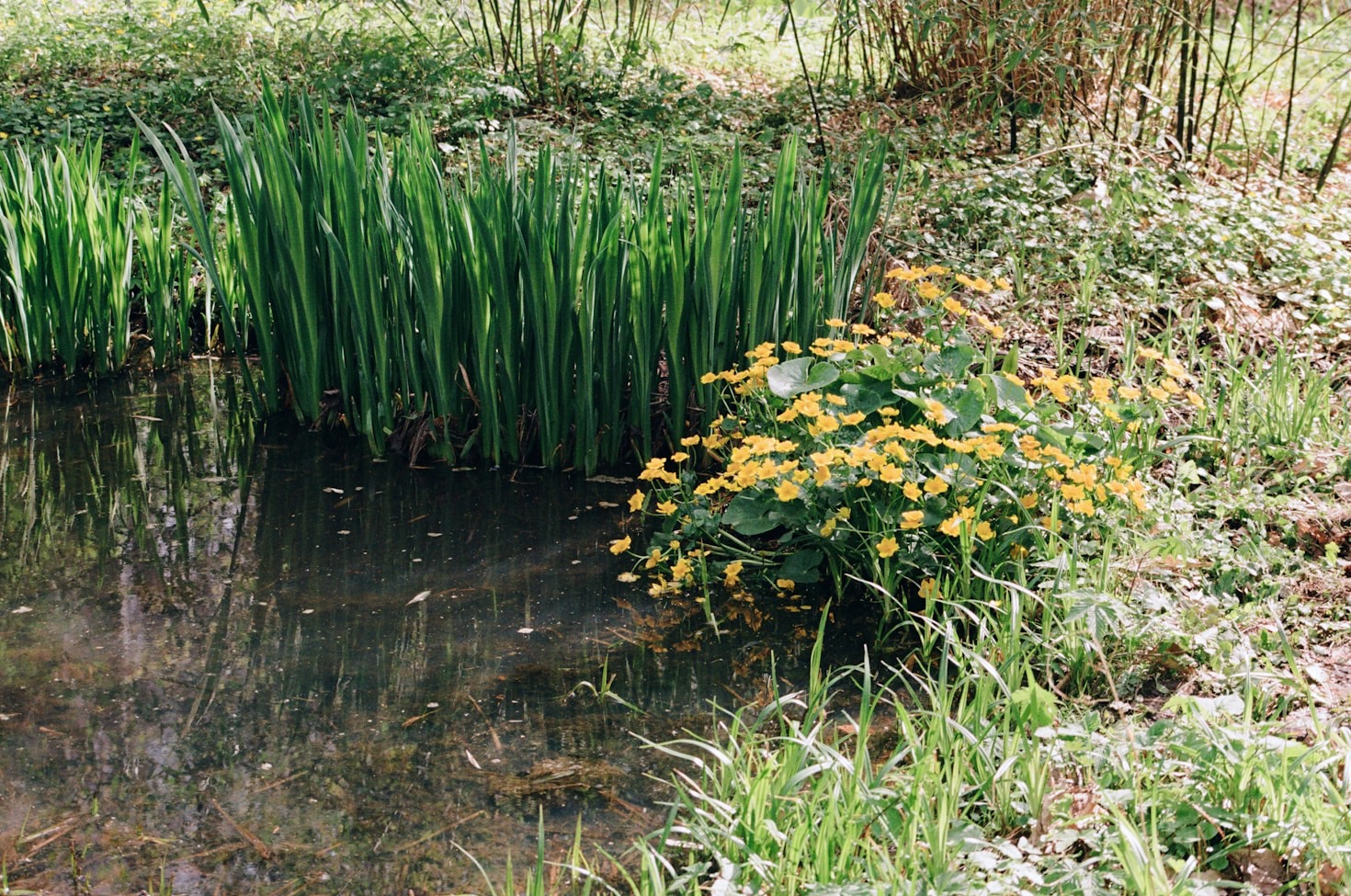 Understanding the Pond Installation Timeline