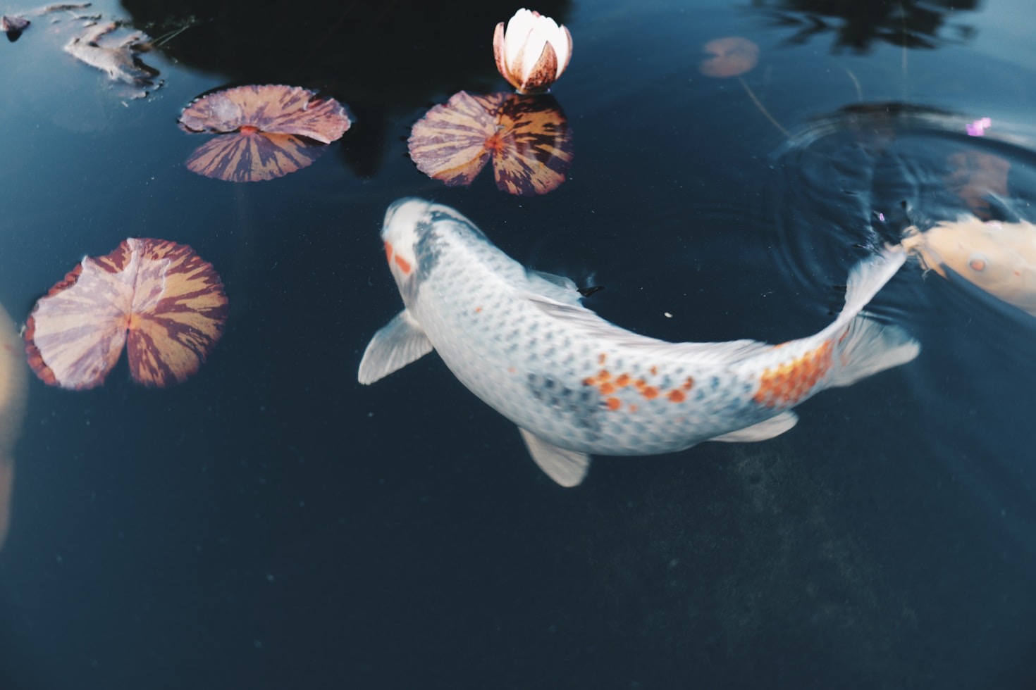 Common Mistakes to Avoid When Building a Pond