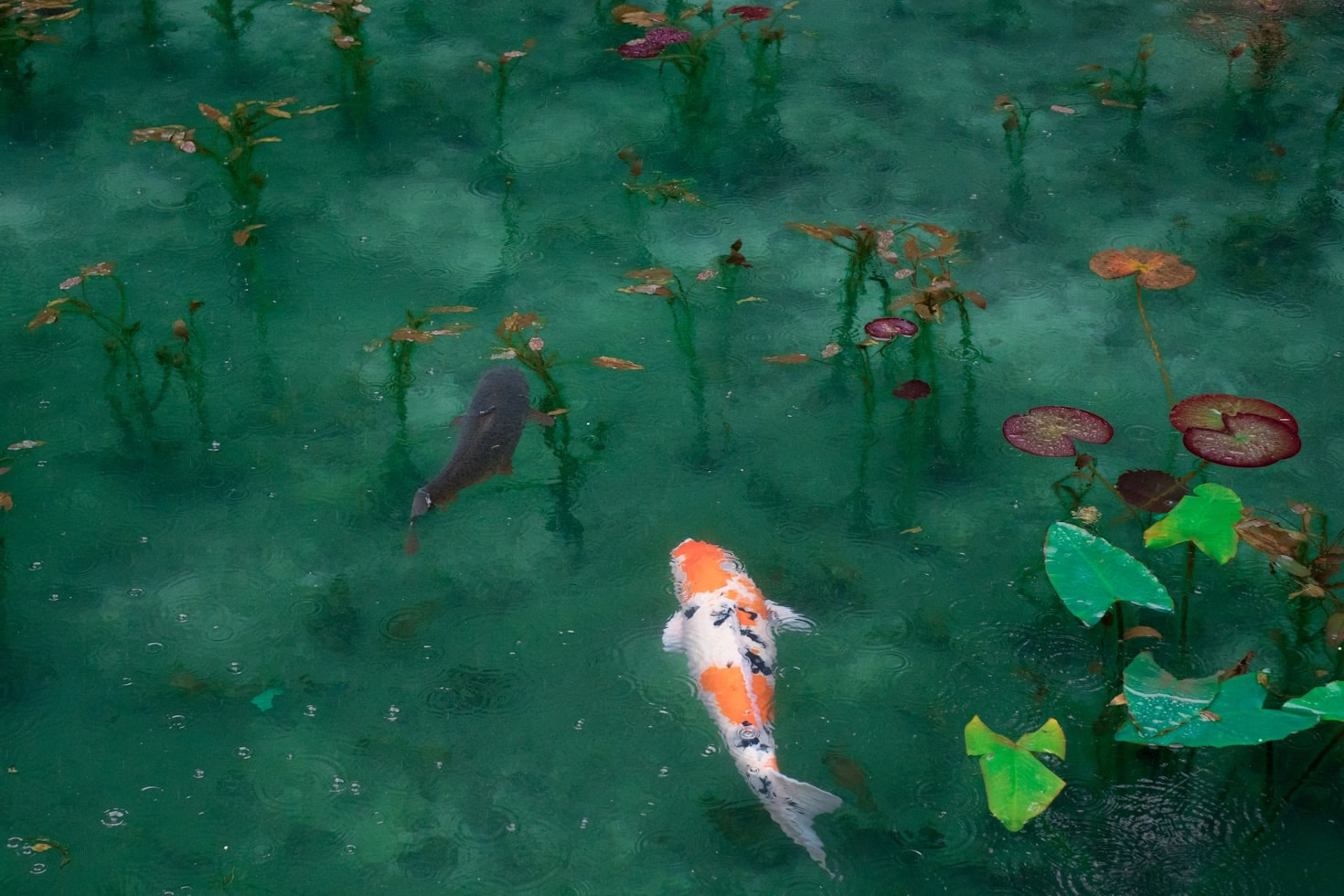 Why Professional Installation Matters for Your Pond