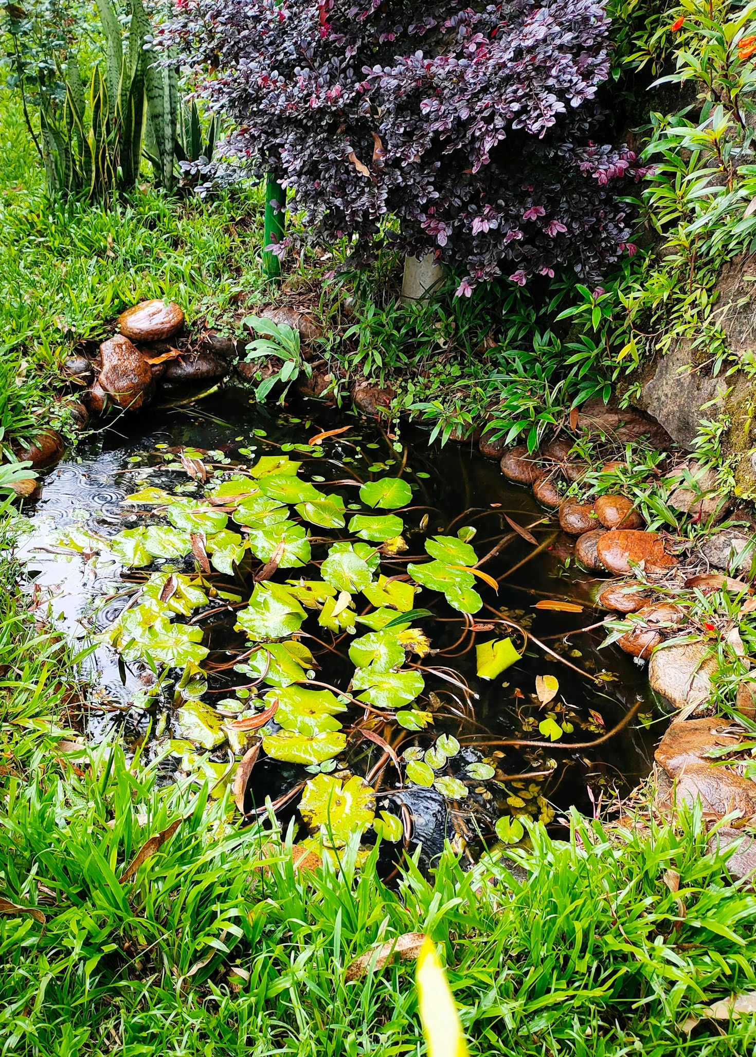 What to Expect During Your Pond Consultation